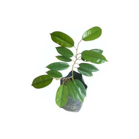 ドリアン (දූරියන් – හොරණ ගෝල්ඩ් බද්ධ) 果物植物