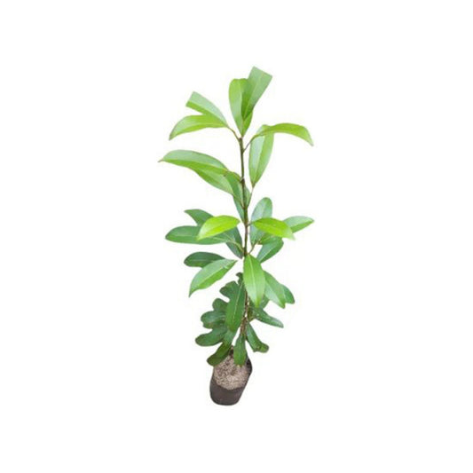 サパディラ (සැපදිල්ලා බද්ධ) 果樹