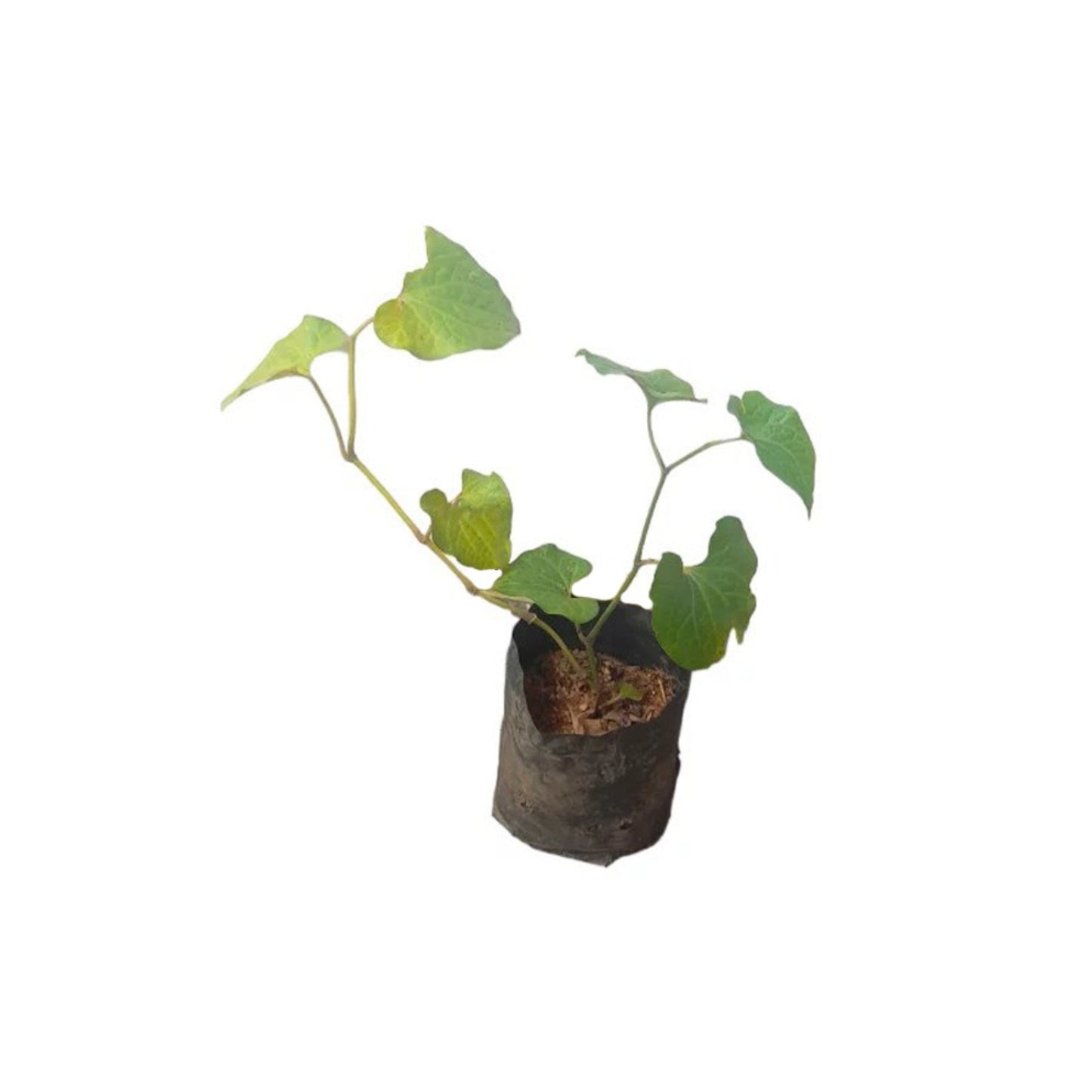 シウィヤ (සිවිය) 薬用植物