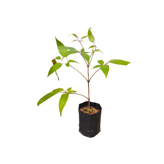 中国のチェストツリー |カルニカ (කළු නික) 薬用植物