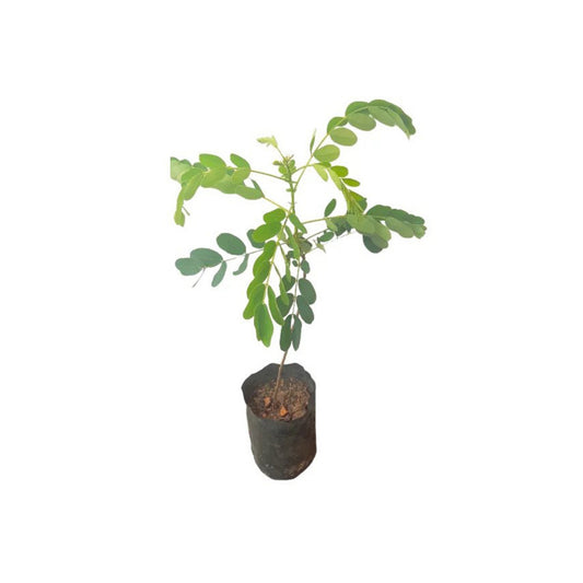 ラナワラ (රණවරා ලේයර් පැළ) 薬用植物