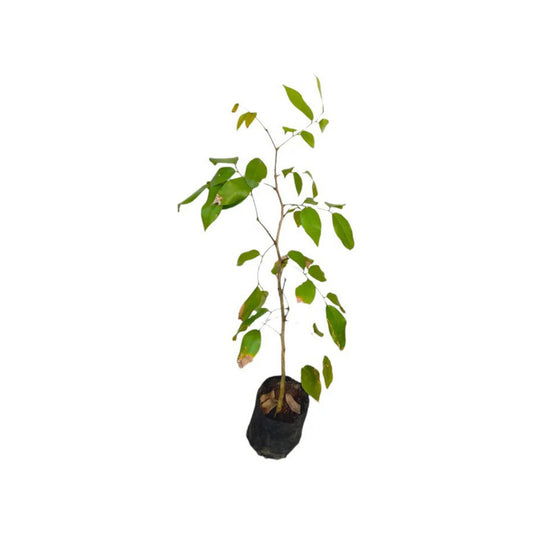 ピニバル (පිනිබරු ලේයර්) 薬用植物