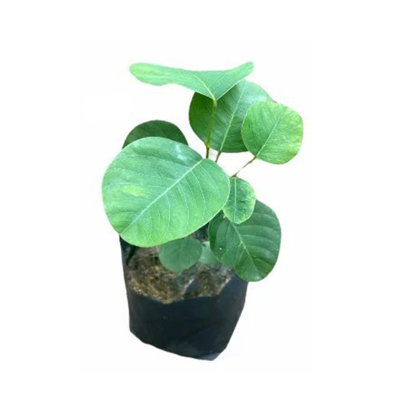 ガンマル (ගම්මාලු බීජ) 薬用植物