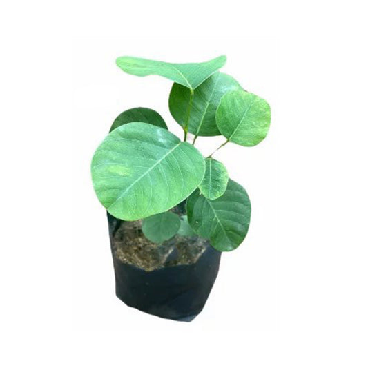 ガンマル (ගම්මාලු බීජ) 薬用植物