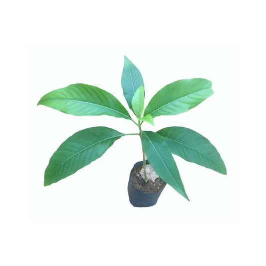 パワッタ (පාවට්ටා ආඩතෝඩා) 薬用植物