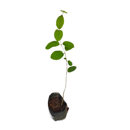 ラクプラマスバッダ (Lakpura Masbadda) 薬用植物