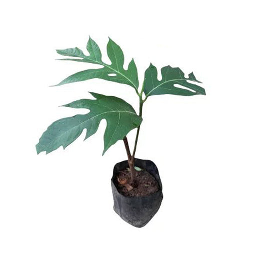 パンの実 (දෙල්) 野菜植物