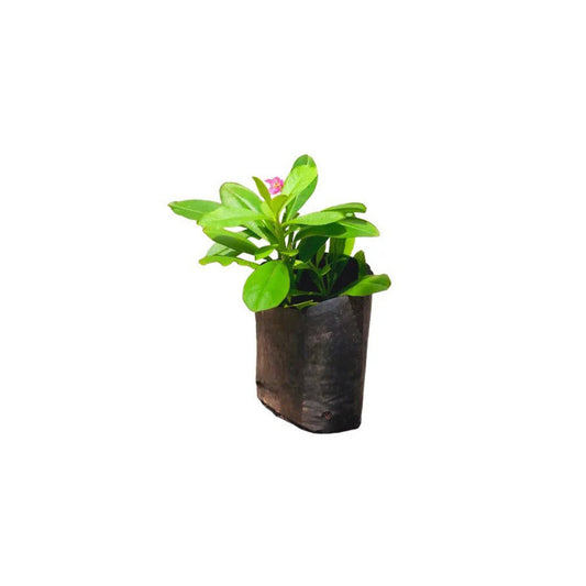 ガス ニヴィティヤ (ගස් නිවිතිය) 薬用植物