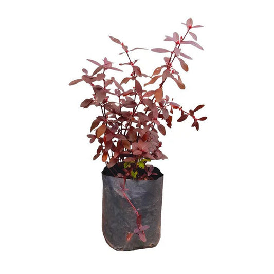 ラクプラ・ラトゥ・ムグヌワンナ () 薬用植物