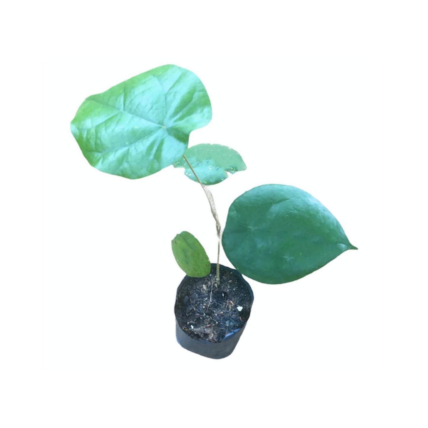 ウェニウェル (වෙනිවැල්ගැට) 薬用植物
