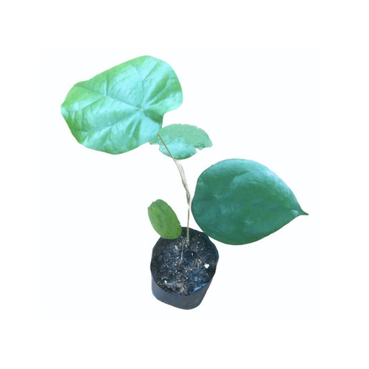 ウェニウェル (වෙනිවැල්ගැට) 薬用植物