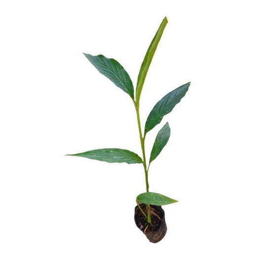 カルダモン (එනසාල්) スパイス植物