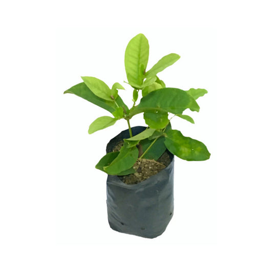 種なしレッドローズアップル (රතු බීජ රහිත ජම්බු) 果樹