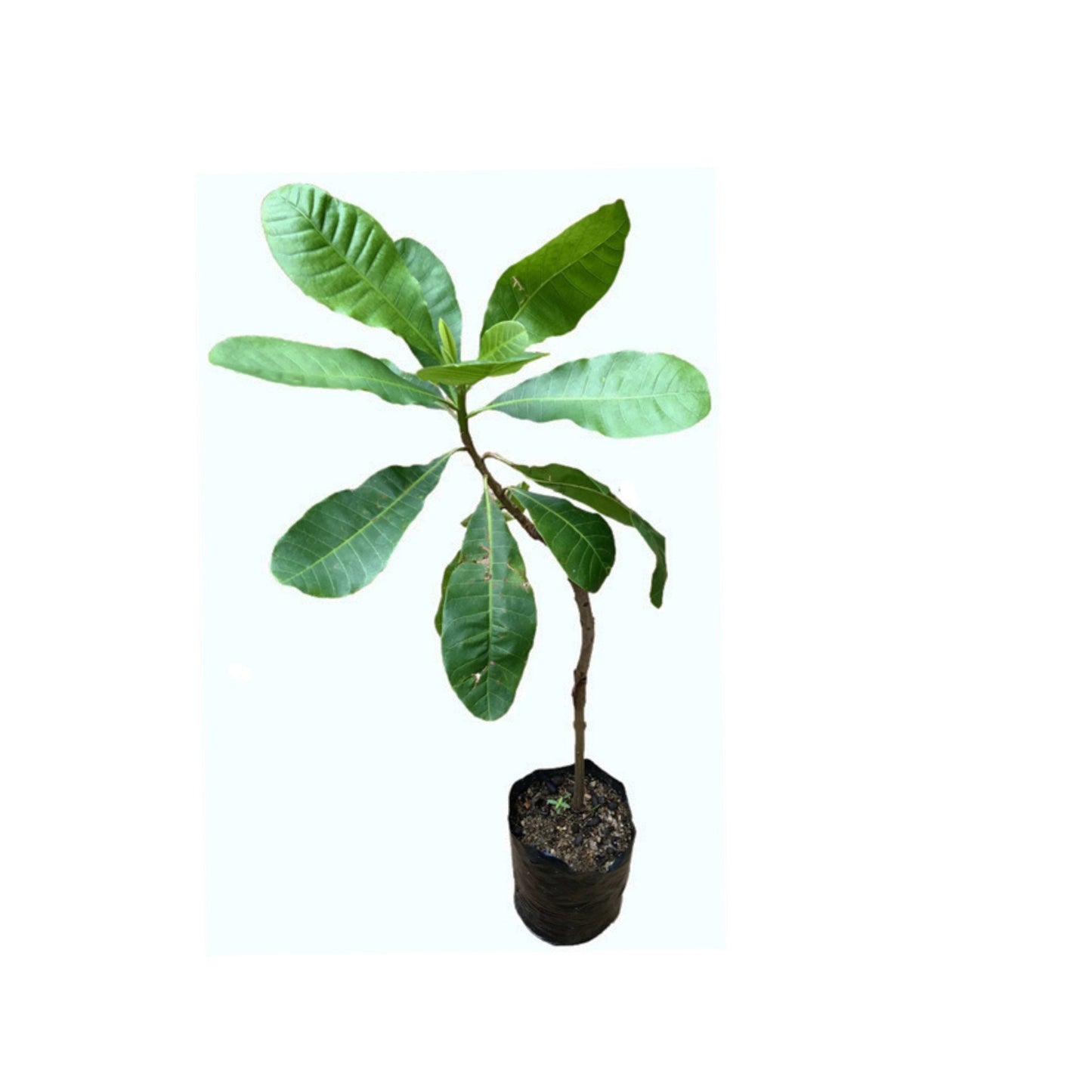 カシューナッツ (කජු බද්ධ) 果実植物