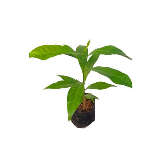 マダカマ (මදනකාම බීජ) 薬用植物