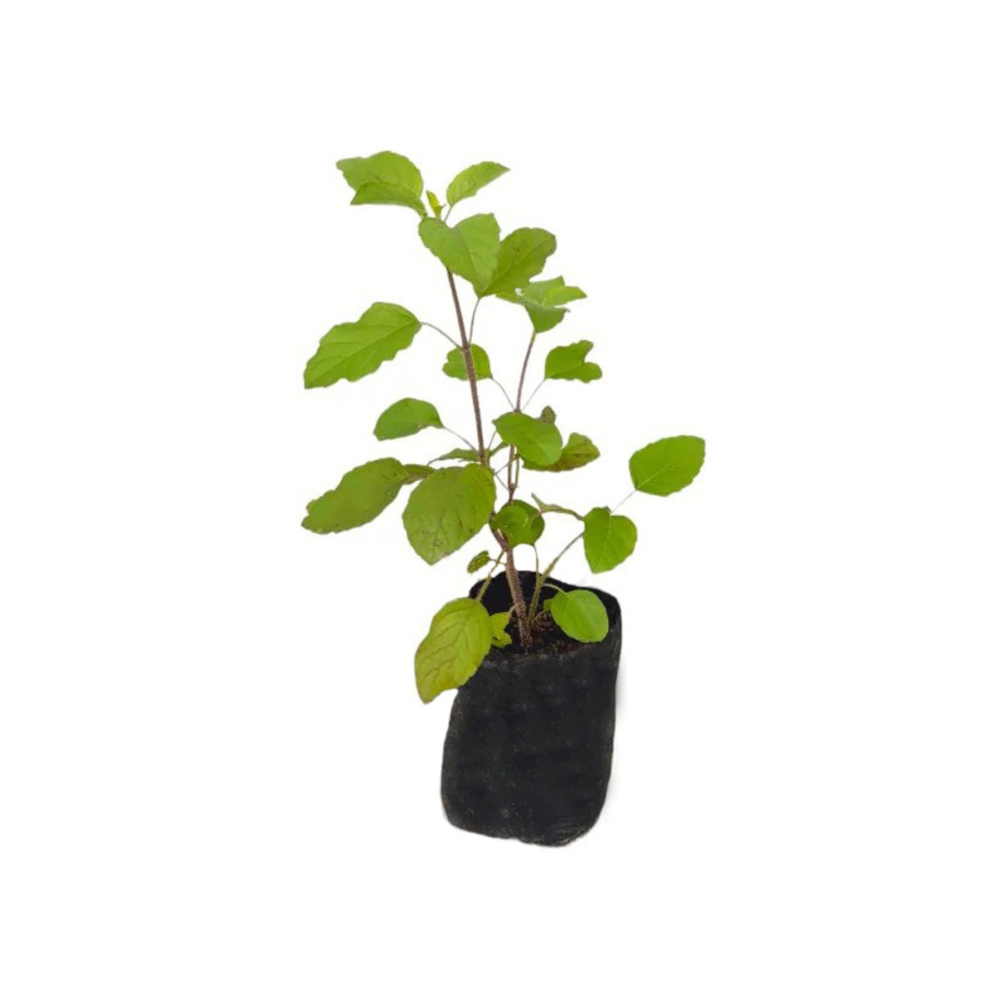 マリサ (මලිත අතු) 薬用植物