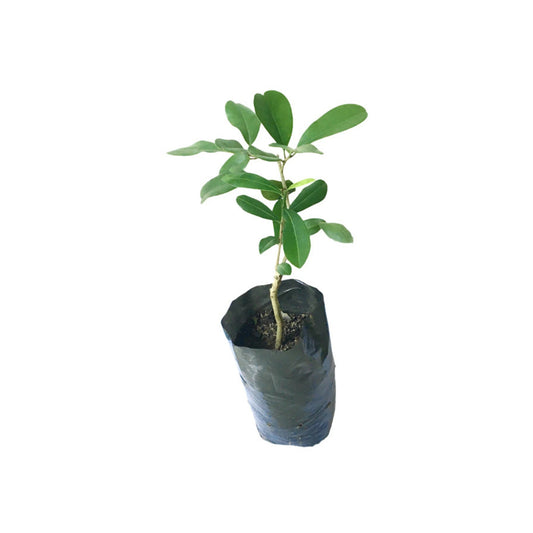 パル (පලු) 果樹