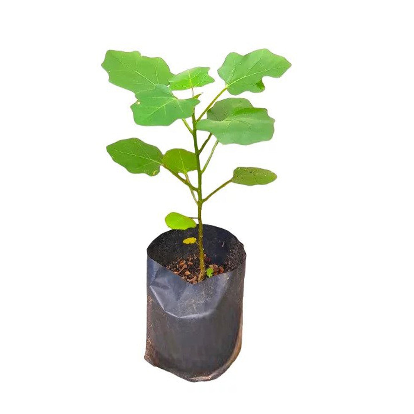 ティバトゥ (වැල් තිබ්බටු) 薬用植物