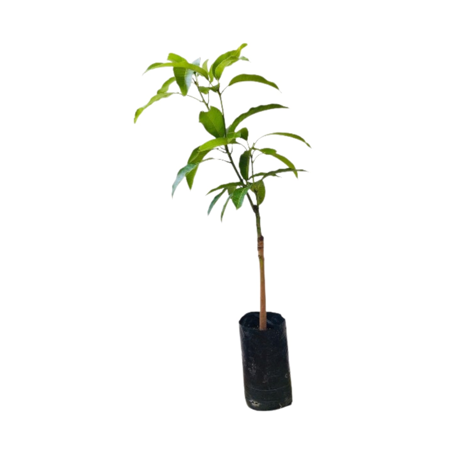 ギラマンゴー (ගිරා අඹ) 果樹