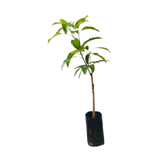 ギラマンゴー (ගිරා අඹ) 果樹