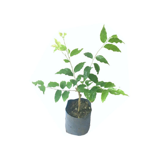 デシヤ ウグラッサ (දේශීය උගුරැස්ස බද්ධ) 果樹