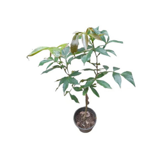 アイスクリームフルーツ (අයිස් ක්‍රීම් පළතුර බද්ධ) 果物植物
