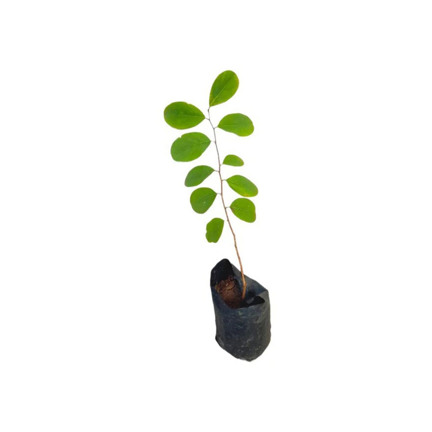 ガジャマダラ (ගජමදාරා) 薬用植物