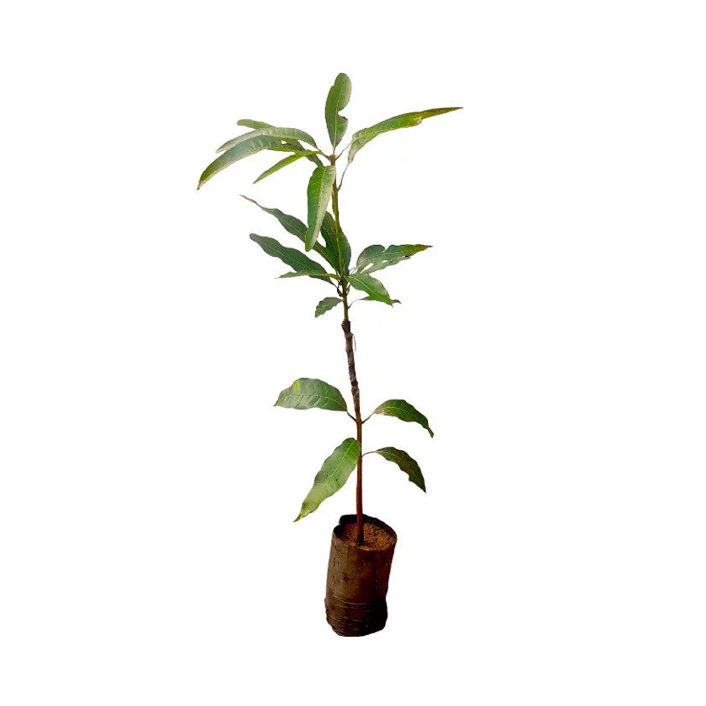 ヒマワリマンゴー (සන්ෆ්ලවර් අඹ) 果樹