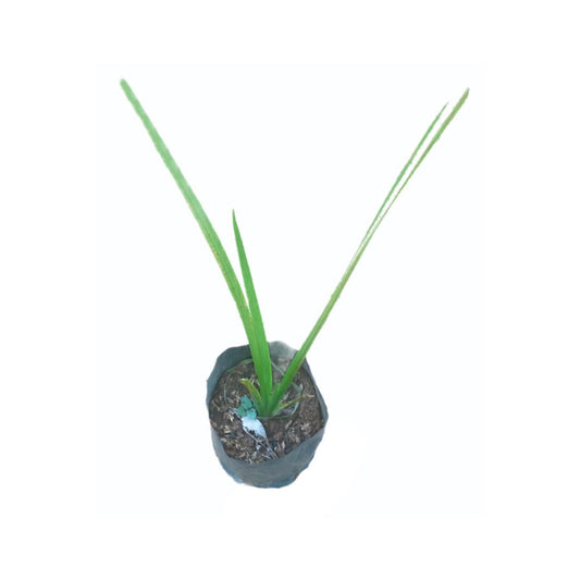 ターメリック (වද කහ) 薬用植物