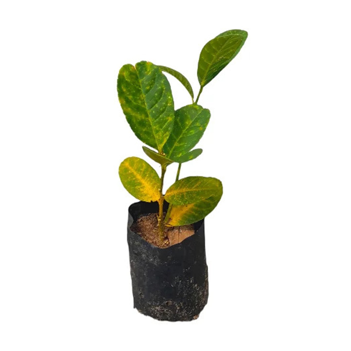 ハンドレモン (අතක හැඩැති ලෙමන් ලේයර්) 果樹