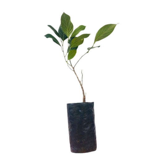 マンドア ジャックフルーツ (මණ්ඩූර් කොස් බද්ධ) 果樹