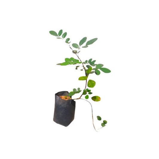 ボカラ (බොකල) 薬用植物