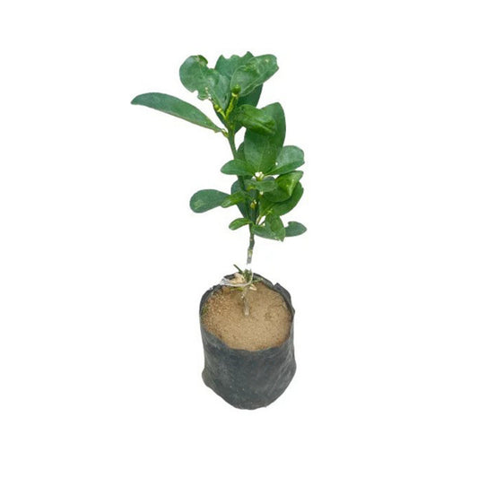 キンカン (පොත්ත පිටින් කන නාරං බද්ධ) 果樹