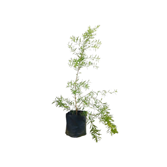 デヴァダラ (දේශීය දේවදාර) 薬用植物