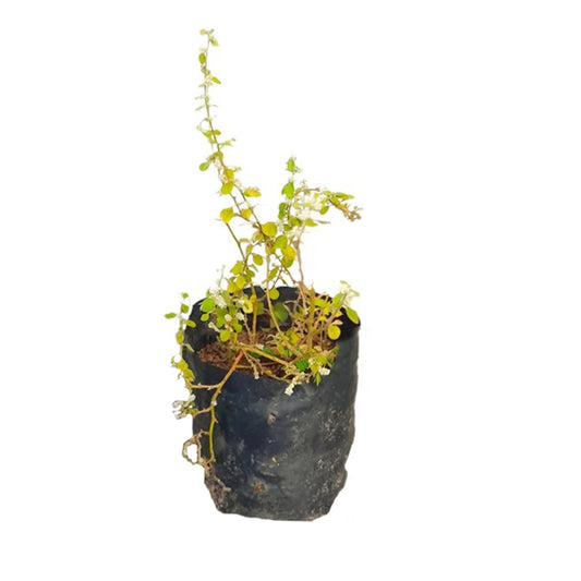 ポルパラ (පොල්පලා) 薬用植物