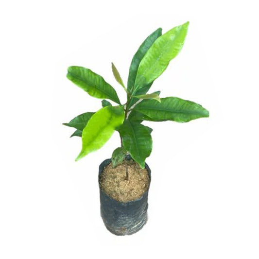 クローブ (කරාබුනැටි) スパイス植物