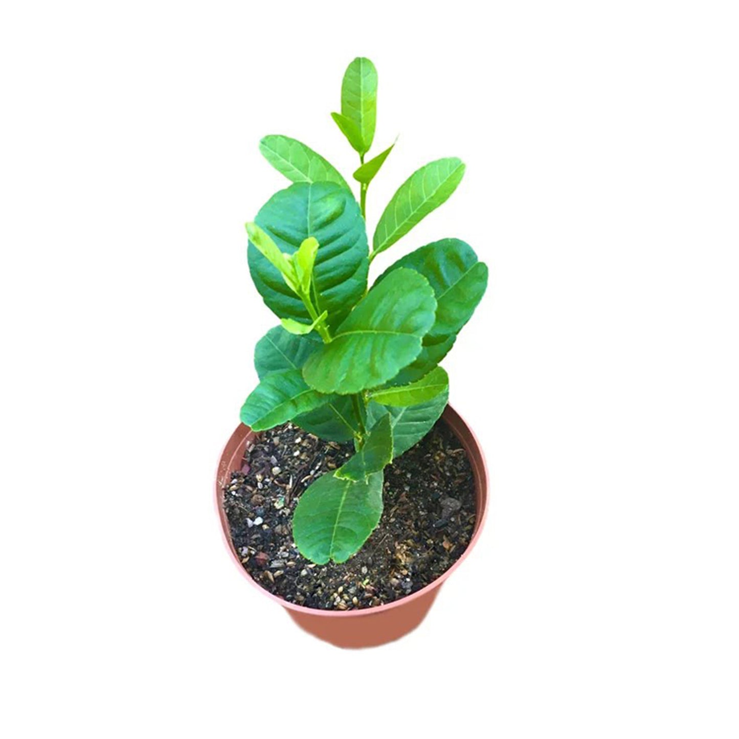 パンプキンレモン (වට්ටක්කා ලෙමන්) 果物植物
