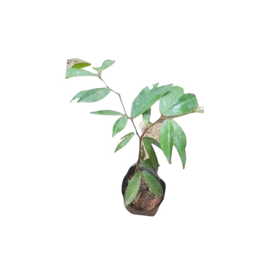 ナミナム (නමිනං) 果樹