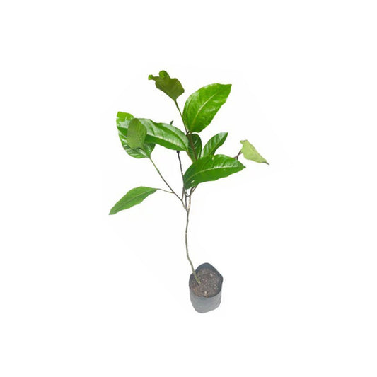 黄色のパッション フルーツ (つぼみ) (පැෂන් ෆෘට් බද්ධ) 果物植物