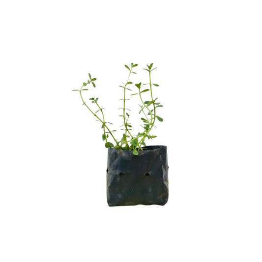 ルヌウィラ (ලුණුවිල) 薬用植物