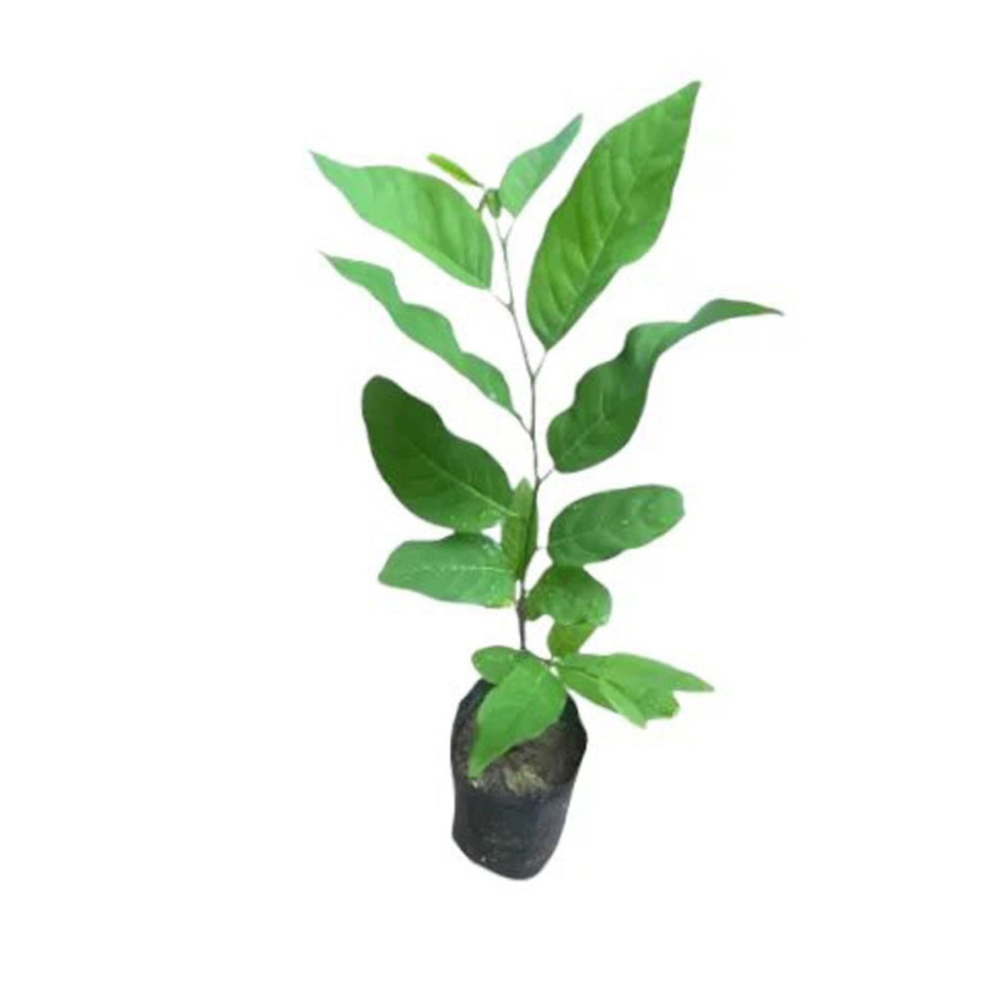 チェリモヤ (චෙරිමෝයා (ලේයර්)) 果物植物
