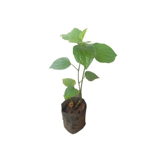 ティッピリ (තිප්පිලි ලේයර් පැළ) 薬用植物