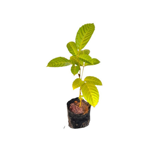 グルッラ (ගුරුල්ල) 薬用植物