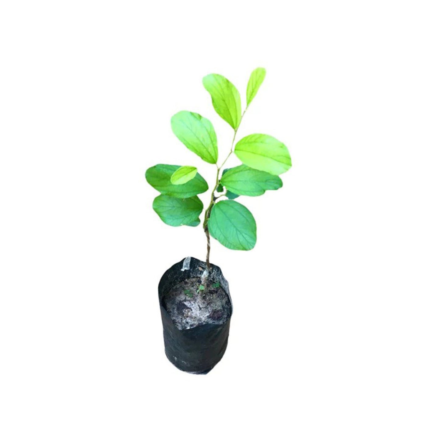 タイマサン (ඇපල් මසං බද්ධ) 果樹