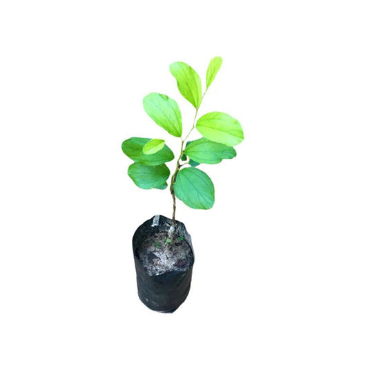 タイマサン (ඇපල් මසං බද්ධ) 果樹