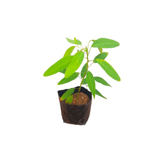 ダンシングプラント (ප්‍රාණජීව) 薬用植物