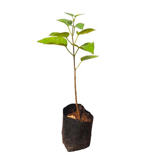 ラクプラ・ルク・アングナ () 薬用植物