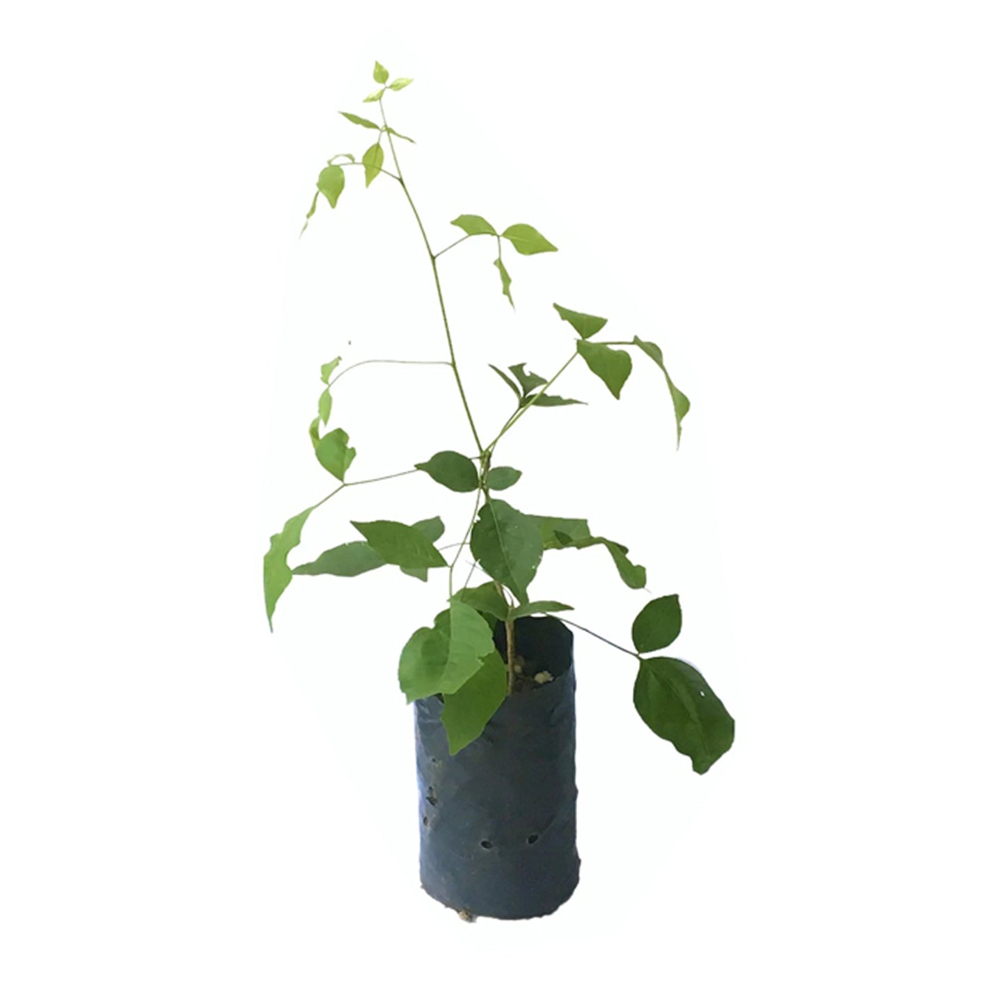 Beli (බෙලි බද්ධ) 果樹