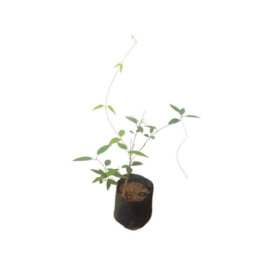 クリンチャン (කුරිඤ්ඤන්) 薬用植物