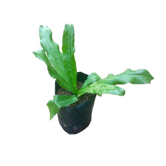 ロングコリアンダー (අඳු බීජ) 薬用植物